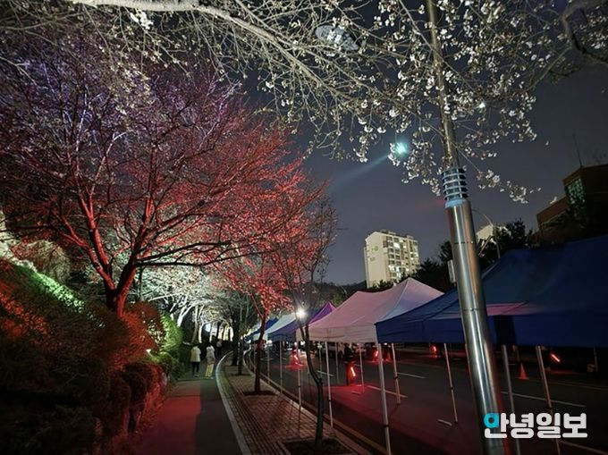 지난해 도촌 봄맞이길 벚꽃축제 때