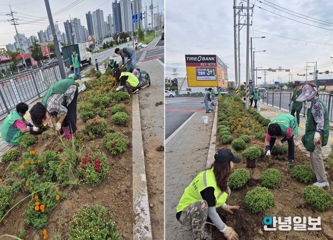 비전1동, 가을꽃 국화꽃 심어 아름다운 경관 조성