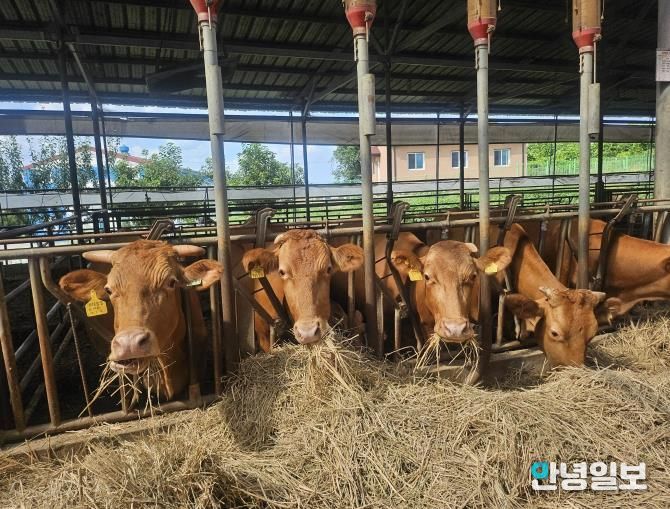 안성시, 25년 저탄소 축산물 인증 14농가 선정