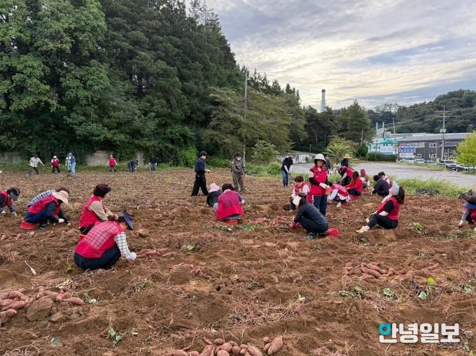 오산시 남촌동, 고구마 수확으로 불우이웃 돕기 나서