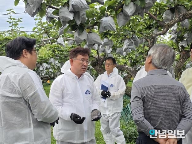 농촌진흥청장, 안성 배 생육 및 출하 현장점검 실시