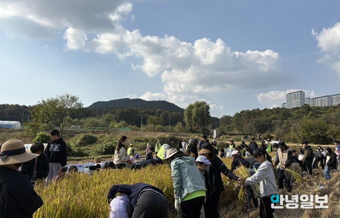 시민과 함께하는 가을걷이 행사에 참여한 시민들이 추수를 하고 있다
