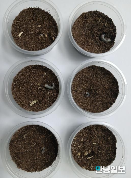 의왕 조류생태과학관, 멸종위기 두점박이사슴벌레 2세대 번식 성공