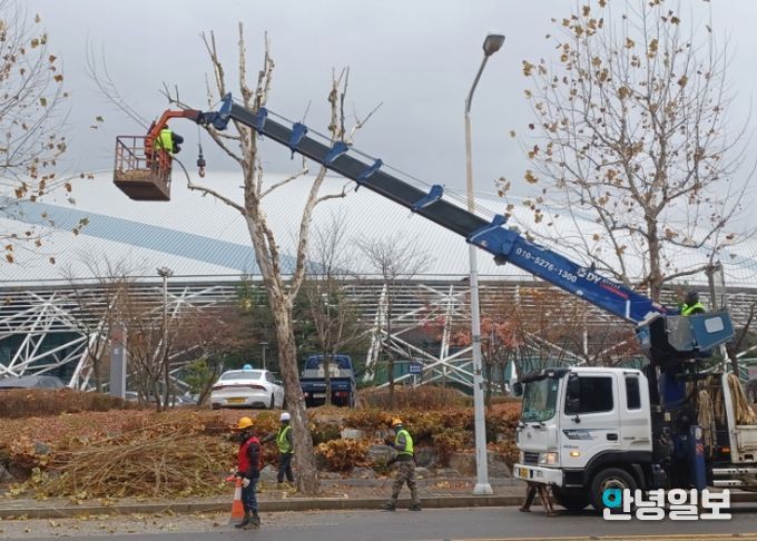 고양시 일산서구, 교통흐름 방해 가로수 전정 완료