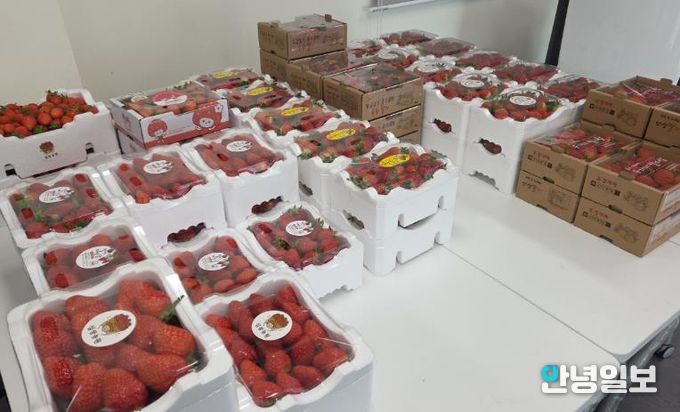 안성 딸기작목반 주관 ‘사랑의 딸기 기부행사’ 개최