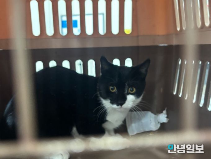 중성화 수술을 위해 포획된 길고양이.