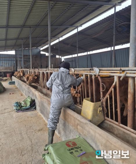 안성시, 2026년 상반기 구제역 긴급 일제접종 추진