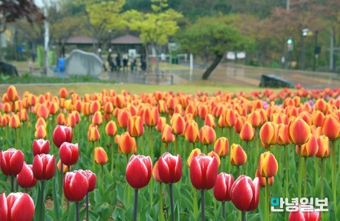 의정부시, 봄맞이 하천환경정비 추진…꽃길 조성부터 수중 정비까지