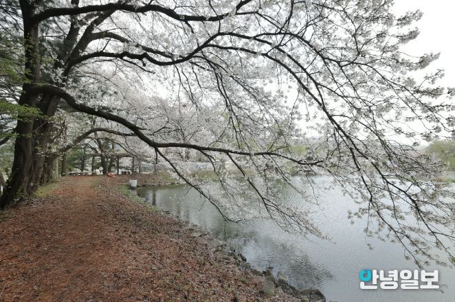 가평군, 청평 옛 중앙내수면연구소 벚꽃길 개방