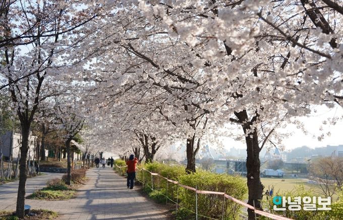 오산천 벚꽃축제 성료…봄밤 수놓은 빛과 공연