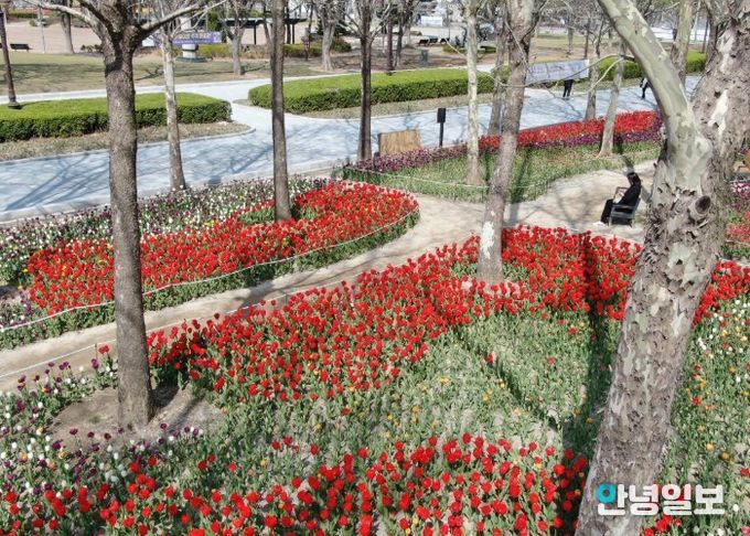 평촌중앙공원 새단장…포장 정비 마치고 봄꽃 ‘활짝’
