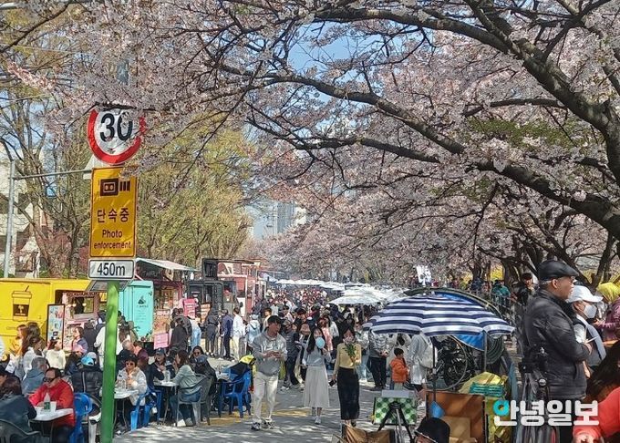 벚꽃 아래 시민 웃음꽃…‘2026 안양충훈벚꽃축제’ 성황리 폐막